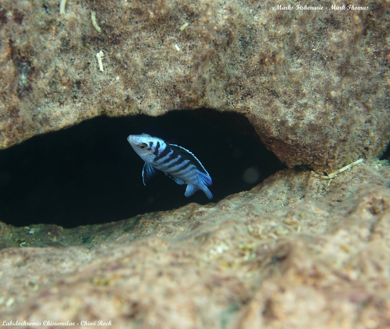 Labidochromis chisumulae 'Chiwi Rocks'